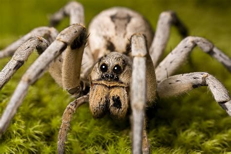 THE PREDATION ADAPTATIONS OF SPIDERS | National Museum Publications