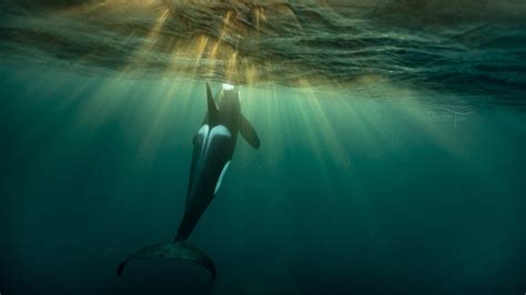 Orcas in Norway - Whales Underwater