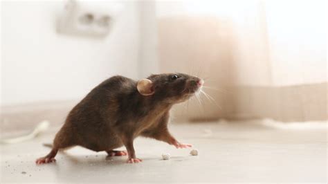 Mice Noises | Types and Identification Tips - EXOtella