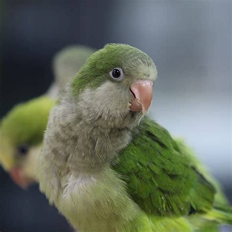 Quaker Parrot Green - Dallas Parrots