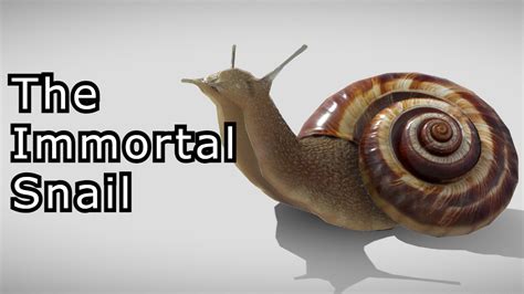 What Is The 'Immortal Snail' And How Can You Avoid Its Touch? | Know ...