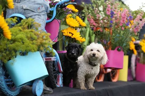 First look at this year's Southport Flower Show as event marks its 90th ...