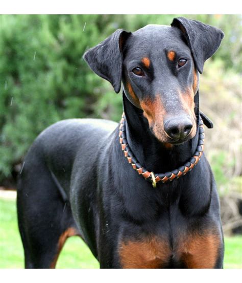 Doberman Puppy Sale at Pet Store Nepal