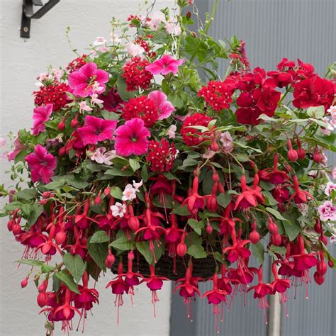 Lipstick EasiPlant Basket | 30cm Hanging Basket Speed Planter