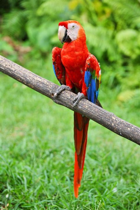 Parrot: scarlet macaw stock photo. Image of amazonian - 12138046