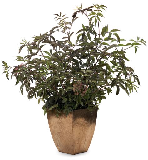 Sambucus - Black Beauty® - Elderberry - Sambucus nigra - Pleasant View Gardens