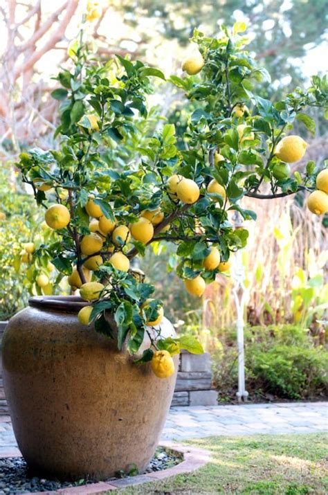 Dwarf Lisbon Lemon Tree - Hello Hello Plants & Garden Supplies