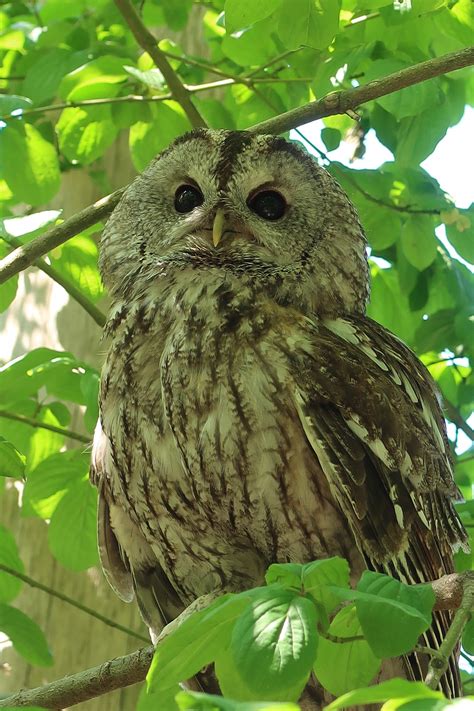 Tawny owl facts – Southwick Country Park Nature Reserve