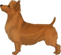 Australian Terrier Colors