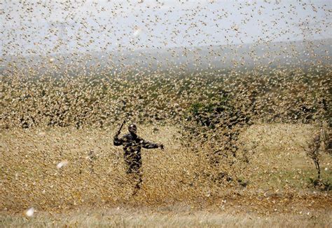 Hundreds of billions of locusts swarm in East Africa - BBC News