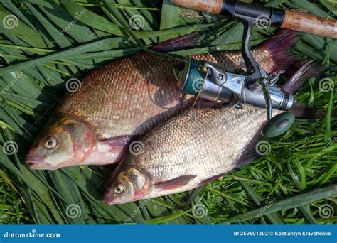 Two Big Freshwater Common Bream Fish and Fishing Rod with Reel on Green ...