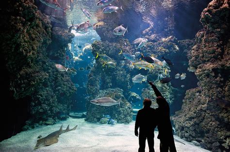 The Oceanographic Museum of Monaco