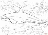 94 Orca Ausmalbilder Zum Ausdrucken Kostenloser  sketch template