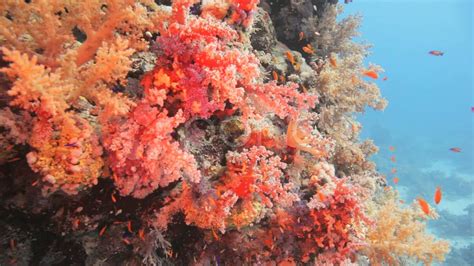 Magnificent Red Soft Coral At The Reef. Stock Footage - YouTube