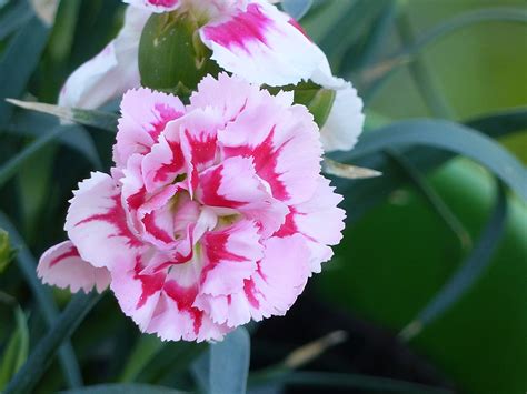 Free Images : blossom, leaf, flower, petal, spring, botany, flora, colors, carnation, dianthus ...