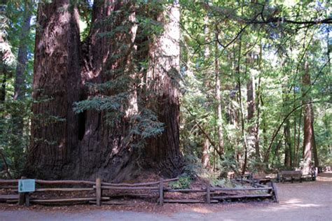 Henry Cowell Redwoods State Park Campground