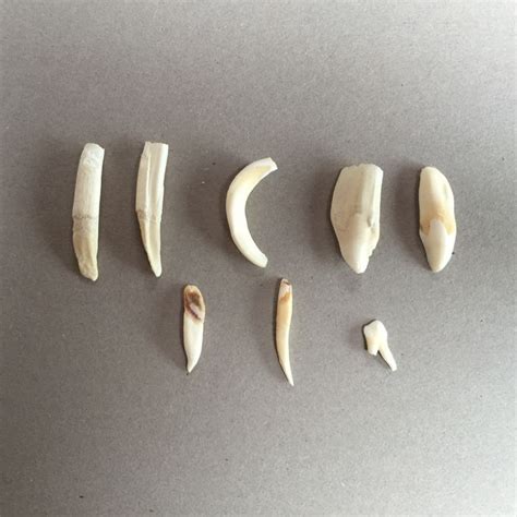 Kangaroo teeth - 15 mm to 40 mm (8 teeth) - Catawiki