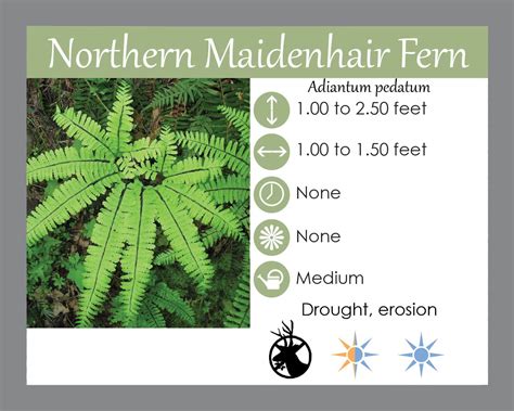 Northern Maidenhair Fern - Landscape Design, Installation, Maintenance ...