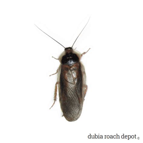 Breeding Female Dubia Roaches • Dubia Roach Depot