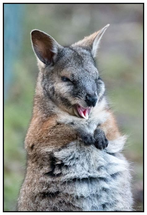 tired - The tammar wallaby (Macropus eugenii), also known as the dama ...