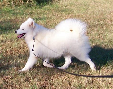 Daystar Samoyeds - Grooming The Samoyed