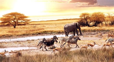 African Landscape Of African Savanna Download HD Wallpapers Photos