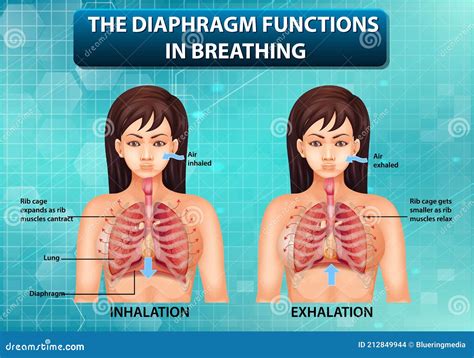 The Diaphragm Functions In Breathing Cartoon Vector | CartoonDealer.com ...