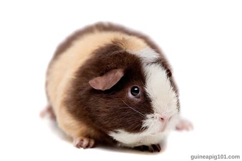 Teddy Guinea Pig: Breed Spotlight (Care, Diet & More)