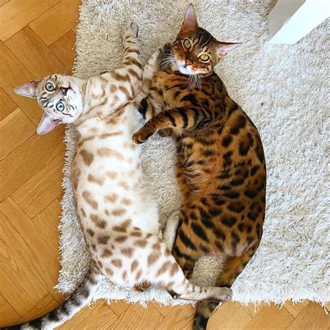 Korven & Draken from Sweden by @drakkorven ” | Beautiful cats, Bengal cat, Exotic cats