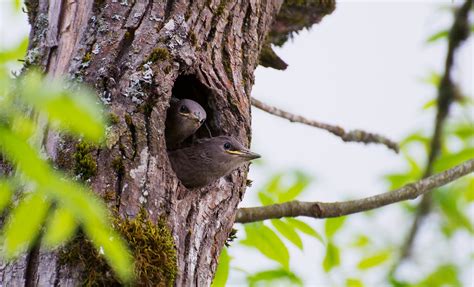 NW Bird Blog: European Starling - Nesting