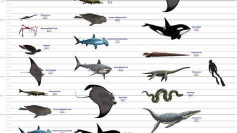 Sea Monsters Size Comparison - YouTube