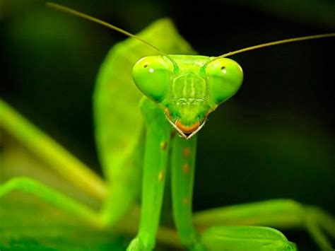 Why does a female praying mantis eat a male? | Good Info Net