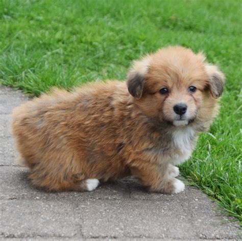 Rusty is a Sable Corgipoo Puppy 644510 | PuppySpot