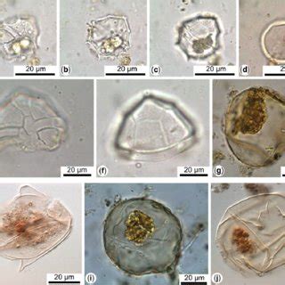 (PDF) Freshwater dinoflagellates in palaeolimnological studies ...