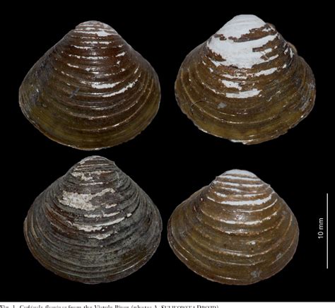 Figure 1 from The first record of the Asian clam Corbicula fluminea (Bivalvia: Veneroida ...