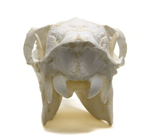 Elk Skull Replica