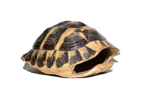 Can Turtles Live Without Their Shell? The Real Answer