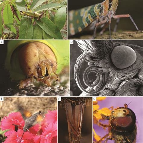 The development of insect mouthparts. A. A grasshopper's primitive... | Download Scientific Diagram