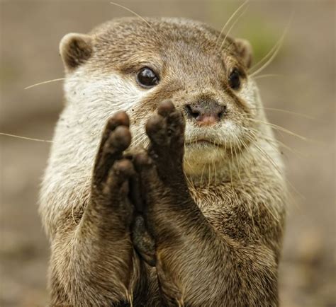 Otter Looks Like He's Giving a Round of Applause — The Daily Otter ...