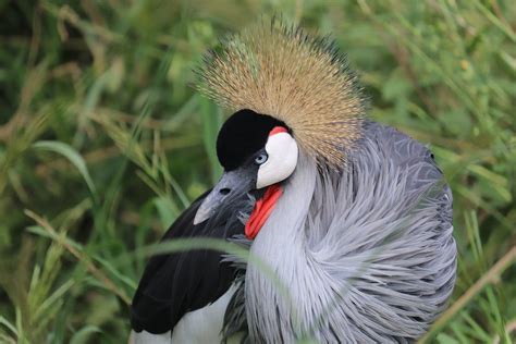 Close-up Shot Of Crane Bird · Free Stock Photo