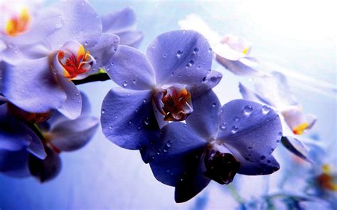 Purple Orchid Wallpapers - Top Free Purple Orchid Backgrounds ...