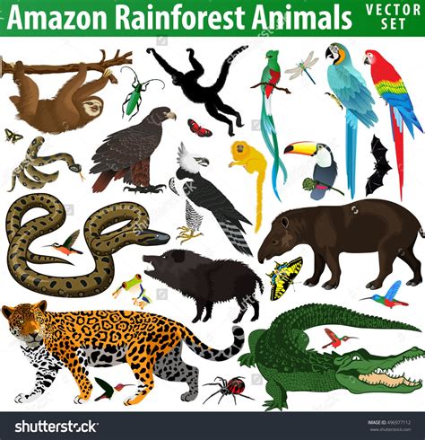 Amazon Rainforest Animals Clipart Goat