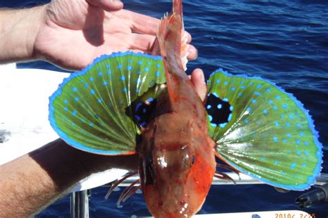 The Red Gurnard - Whats That Fish!