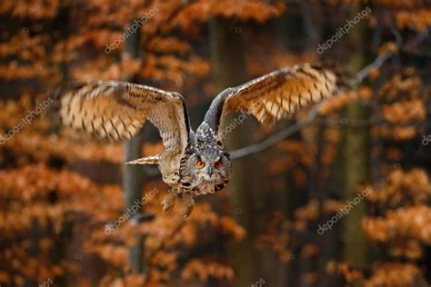 Flying Eurasian Eagle Owl — Stock Photo © OndrejProsicky #102974074