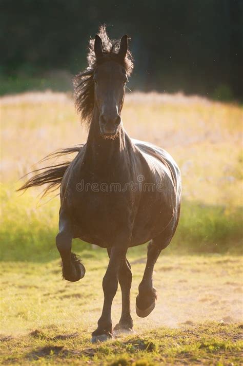 Black Horse in Sunset Golden Light Stock Photo - Image of golden ...