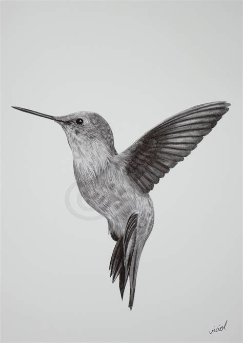 Hummingbirds Drawings