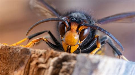 Warning as Asian Hornets are spotted in UK - sparking fear over ...