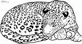 Leopard coloring Pages To Download And Print For free sketch template