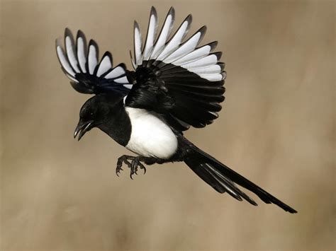 Magpie Bird Facts (Pica pica) | Birdfact