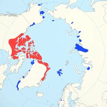 Muskox - Wikipedia